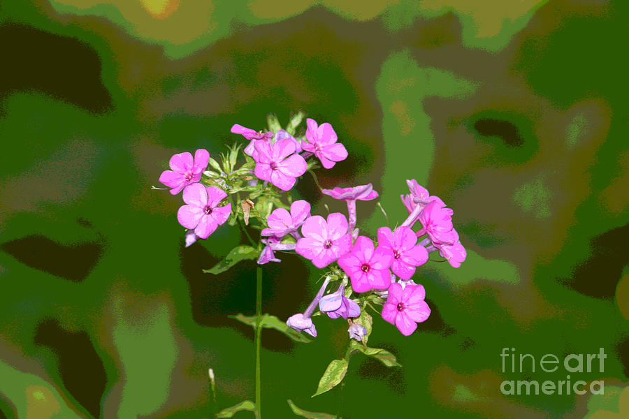 Violet Blooms Digital Art by Jack Ader