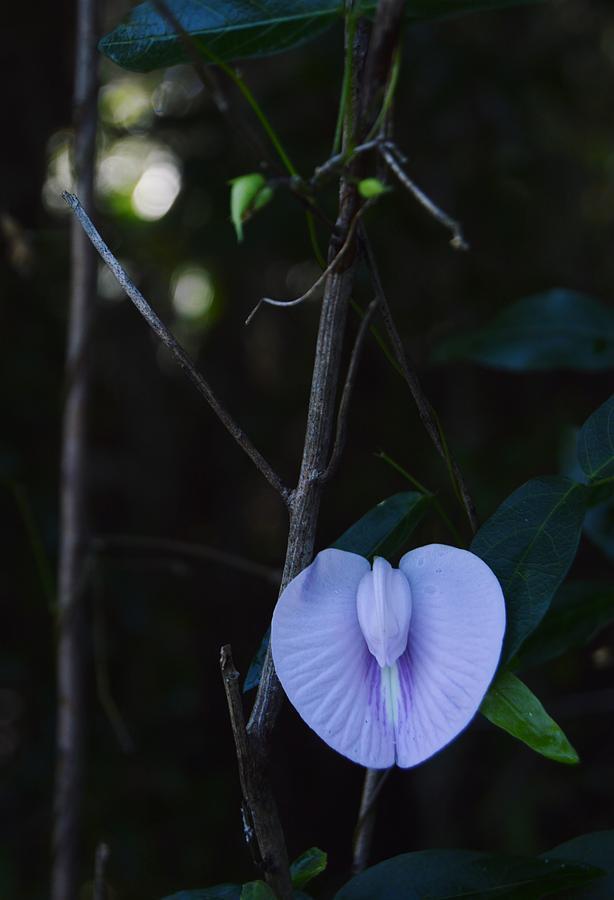 Violet Butterfly Pea Photograph by Warren Thompson