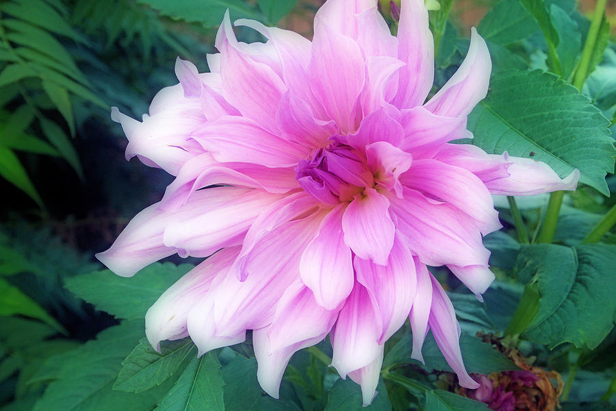 Violet Colored Dahlia Photograph by Kay Novy