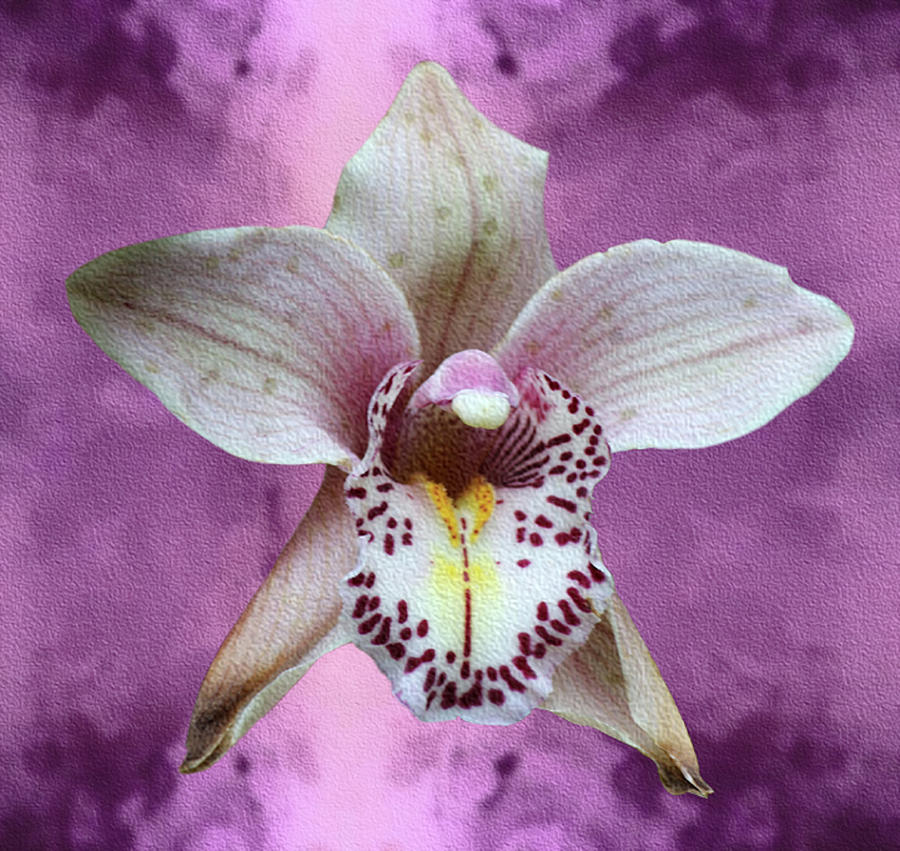 Violet Colored Lauritzen Orchid Mixed Media