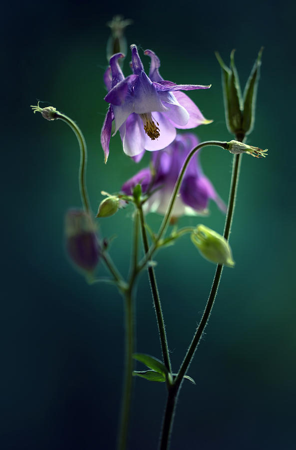 Violet columbine flowers Photograph by Jaroslaw Blaminsky