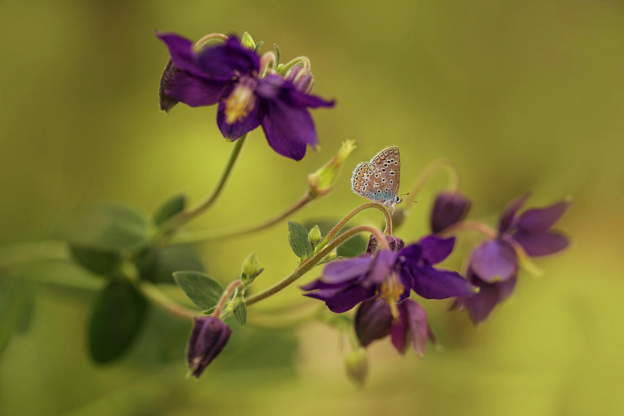 Violet columbines Photograph by Jaroslaw Blaminsky