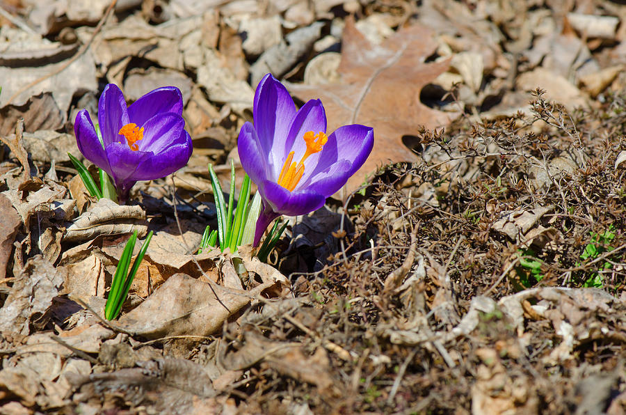 Violet crocuses blooming Photograph by Marc Bruxelle - Fine Art America