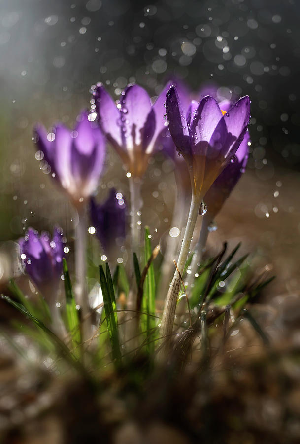Violet crocuses in the morning rain Photograph by Jaroslaw Blaminsky