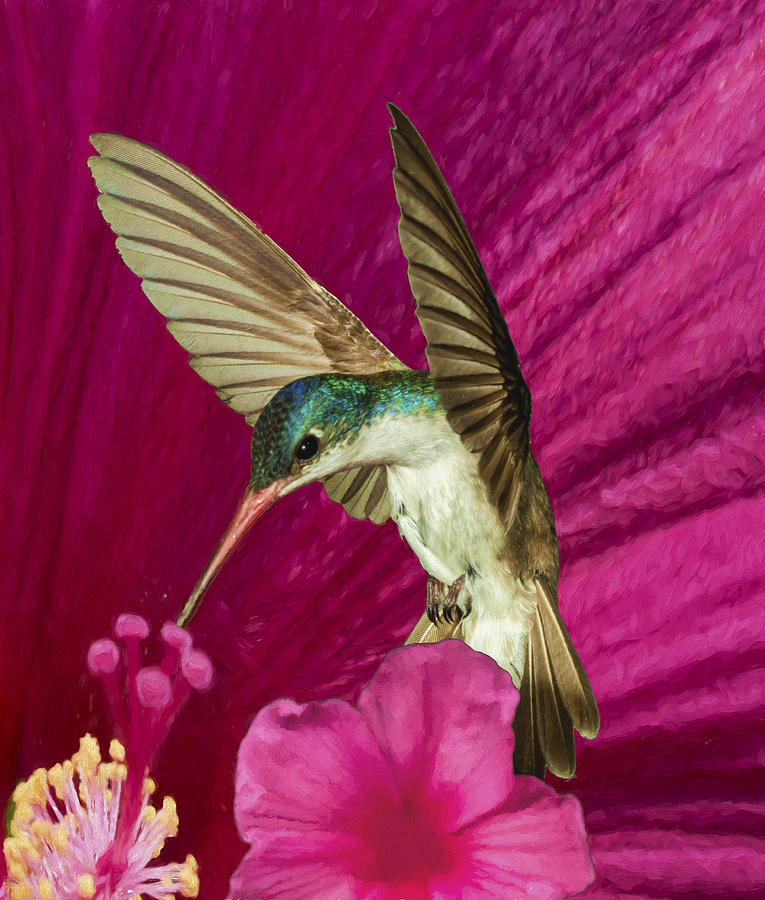Violet Crowned Hummingbird at Hibiscus Photograph by Gregory Scott