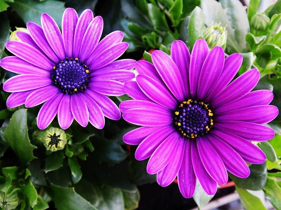 Daisy Photograph - Violet Daisies by Beverly Kay