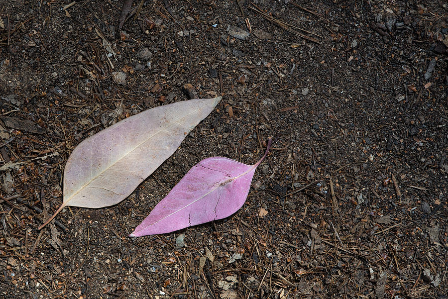 Violet dead leaves  on the ground Photograph by Michalakis Ppalis