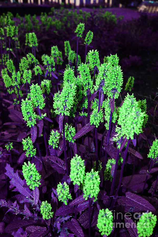 Violet Dream On Green Photograph by JamieLynn Warber