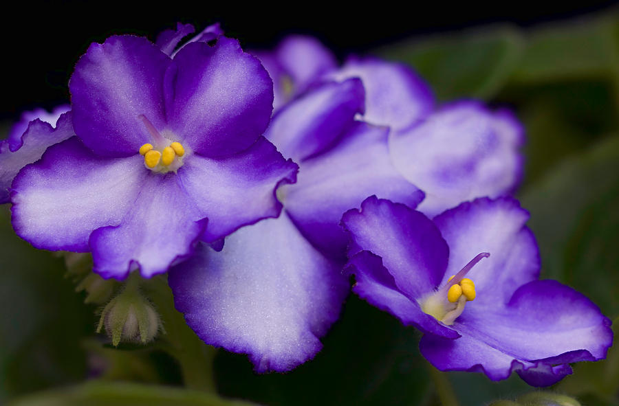 Flower Photograph - Violet Dreams by William Jobes