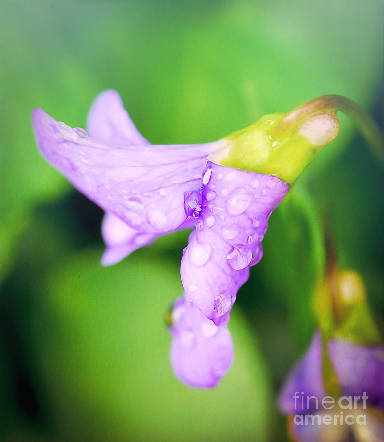 Violet Drops 2 Photograph by Kerri Farley
