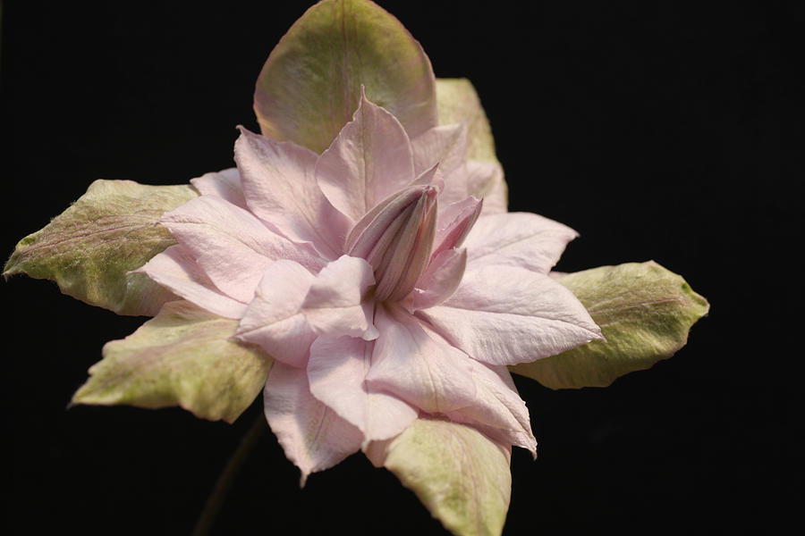 Violet Elizabeth Clematis Photograph by Tammy Pool