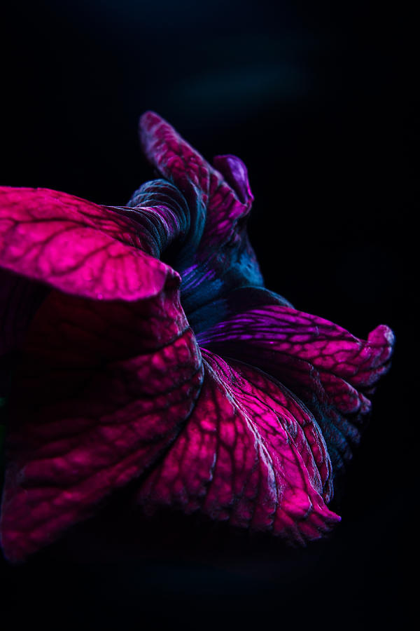 Violet Flame Photograph