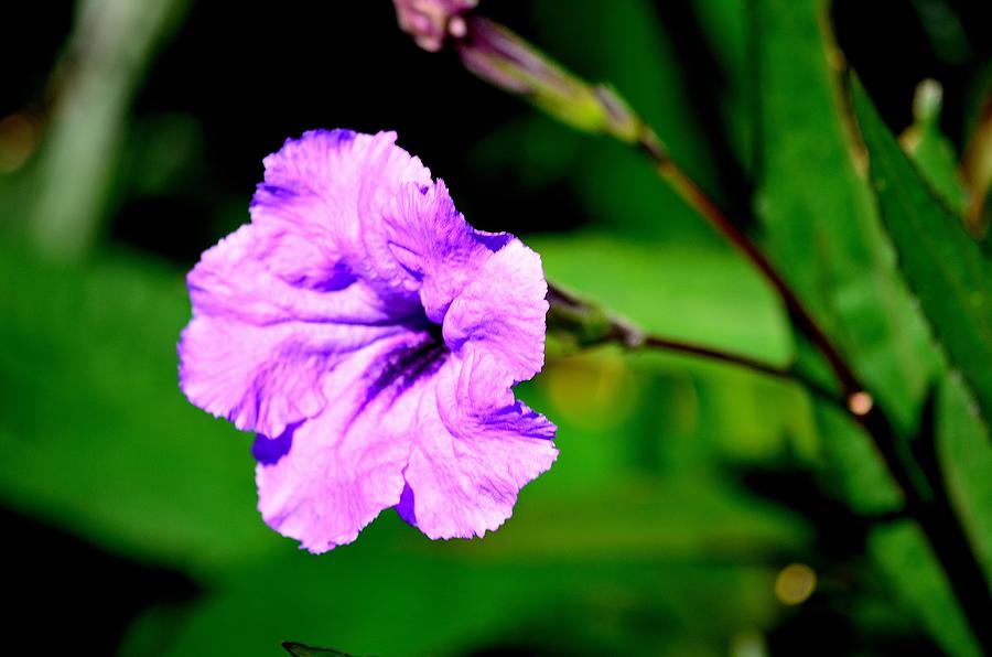 Violet Flower Photograph