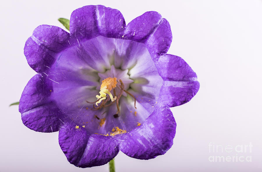 Flower Photograph - Violet flower by Deyan Georgiev