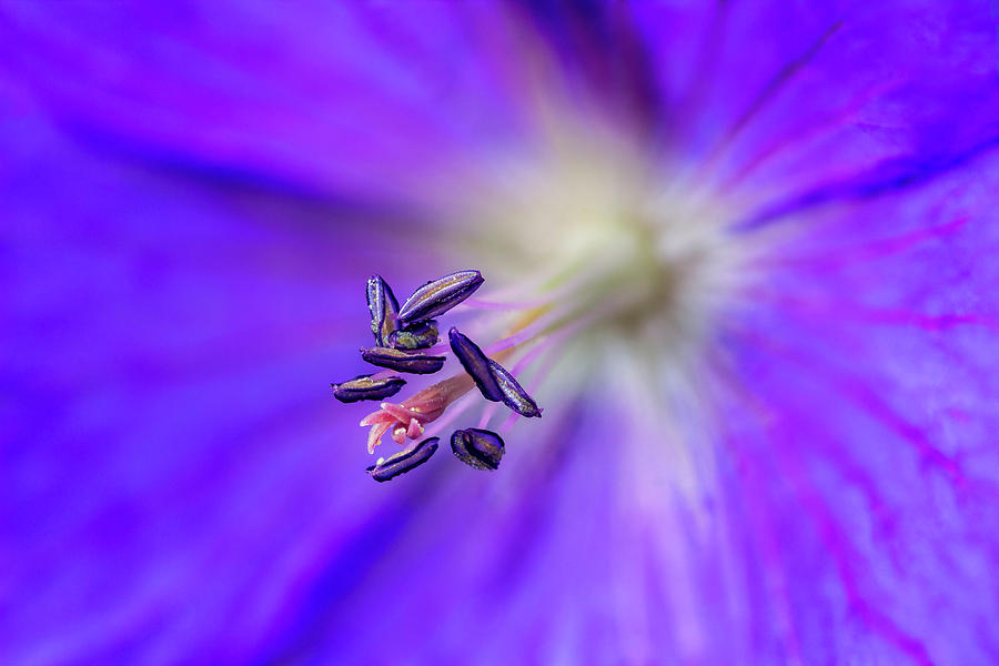 Violet flower stamens Photograph by Akhyana