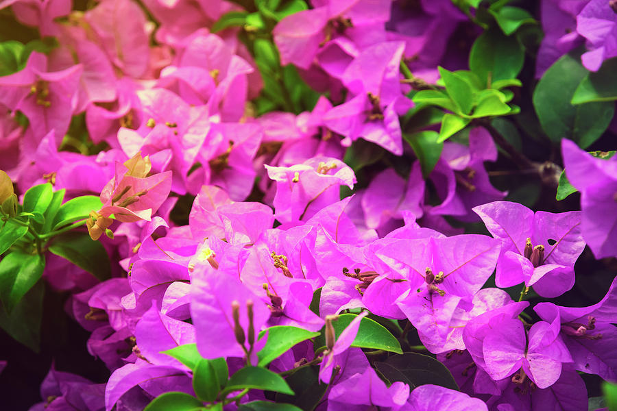 Violet Flowers Photograph