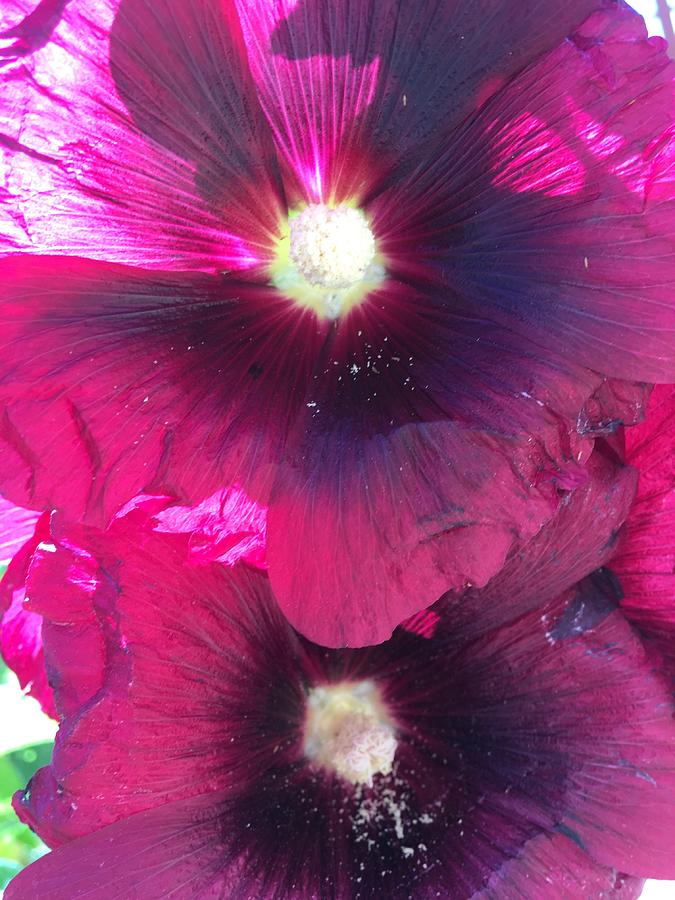 Violet Flowers Photograph by Pamela Henry