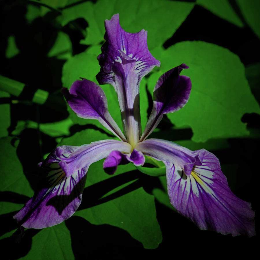 Violet Glory in the Shadows Photograph by Tikvahs Hope