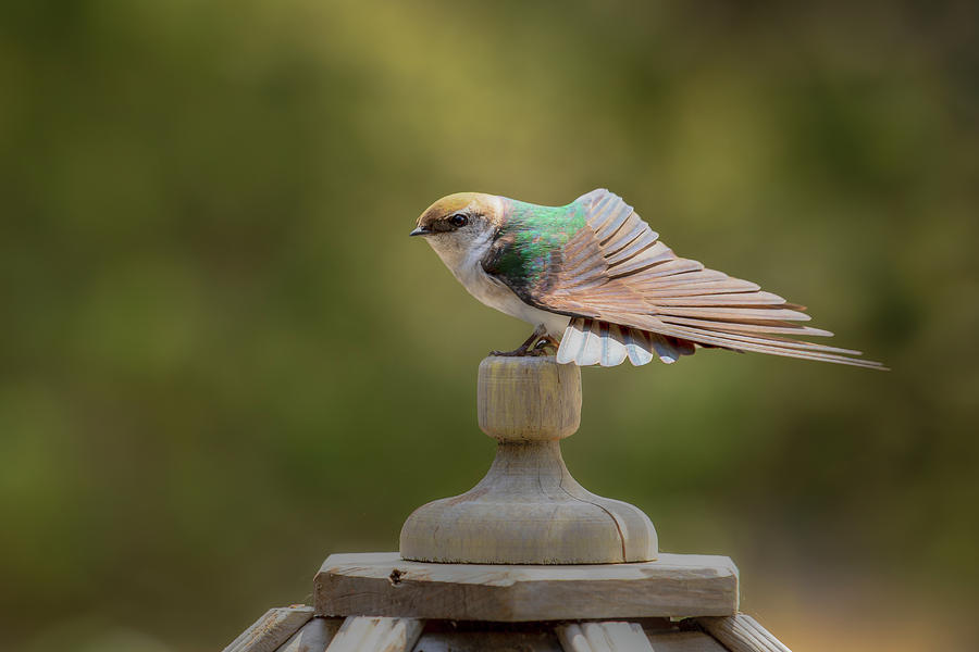 Swallow Photograph - Violet-Green Swallow 0806 by Kristina Rinell