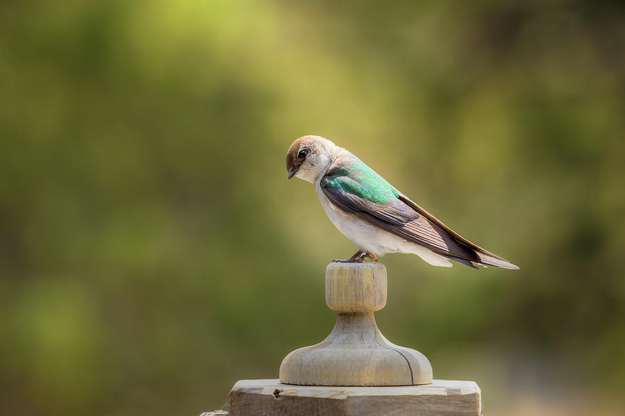 Violet-Green Swallow 0834 Photograph by Kristina Rinell