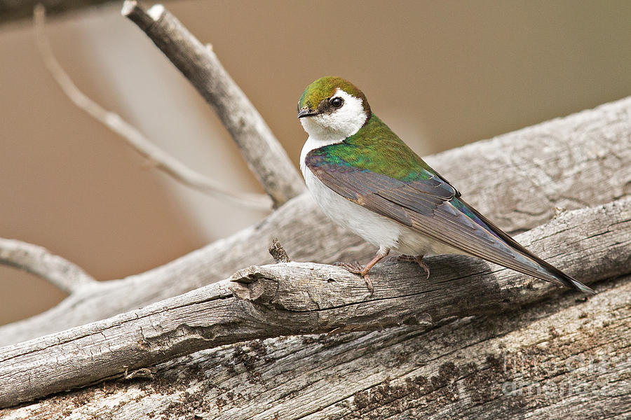 Violet-Green Swallow in Montana 3 Photograph by Natural Focal Point Photography