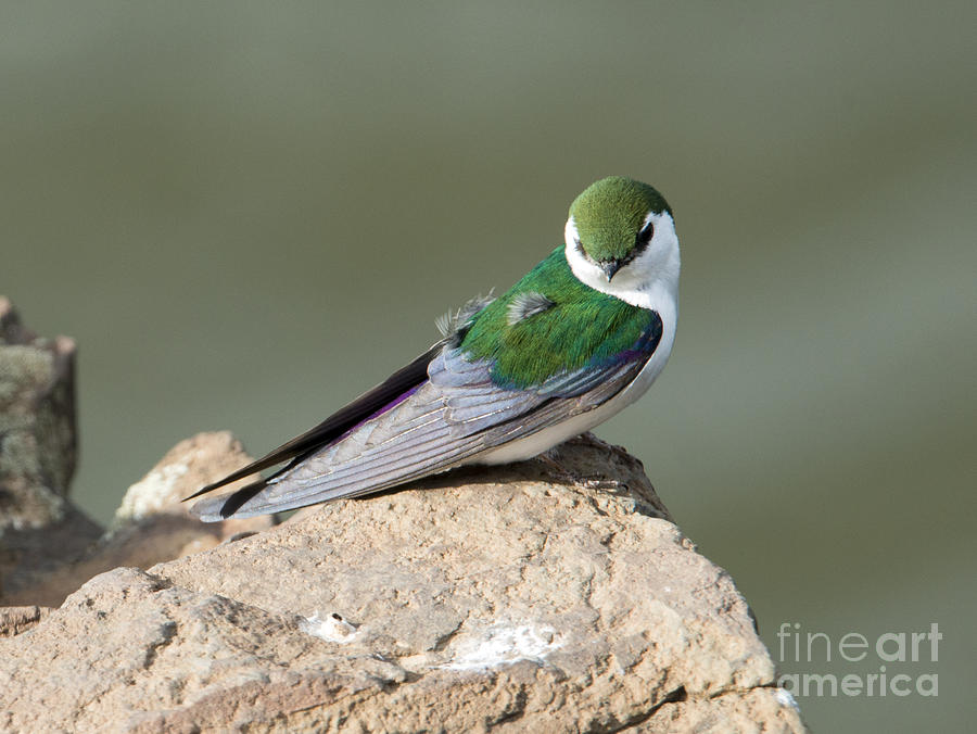 Swallow Photograph - Violet-Green Swallow by Michael Dawson