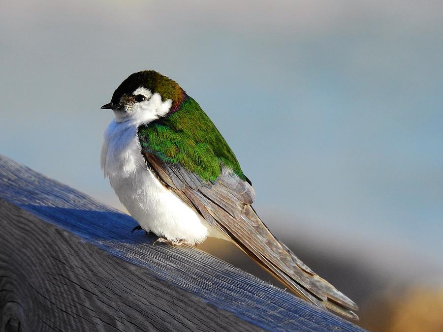 Violet Green Swallow Photograph by Nicole Belvill