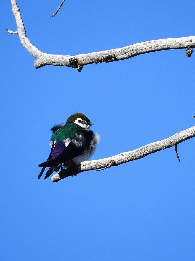 Yellowstone National Park Photograph - Violet Green Swallow, Yellowstone by Nicole Belvill