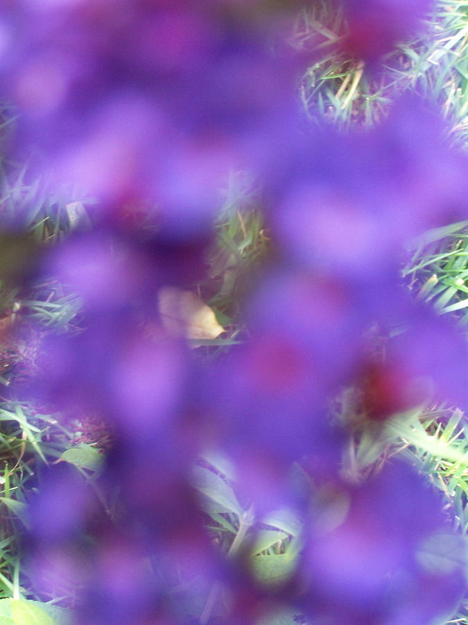 Flower Photograph - Violet Haze by Vijay Sharon Govender