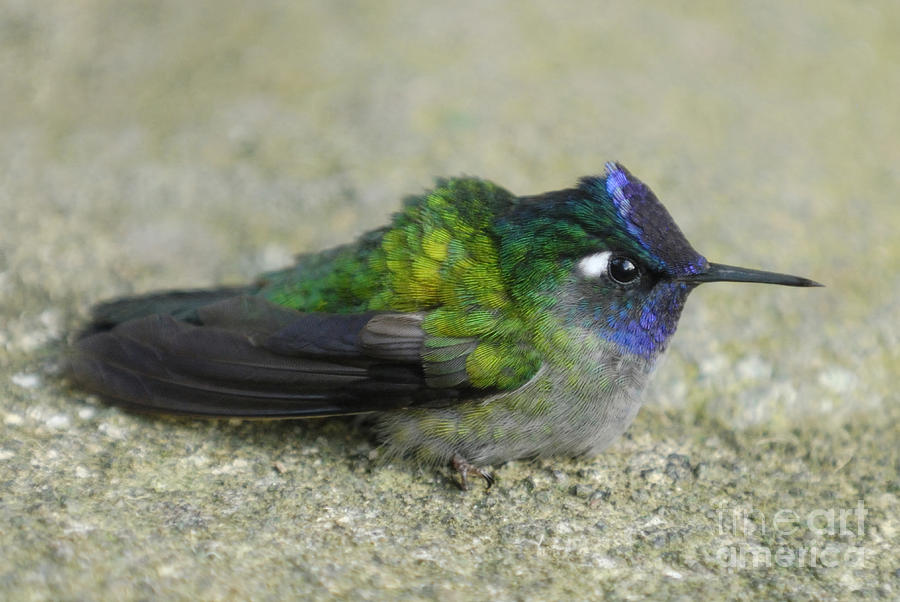 Violet-headed Hummingbird Photograph by Hugh Lansdown/FLPA