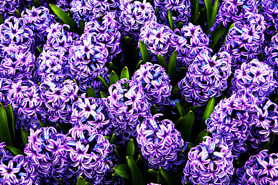 Violet Hyacinth Photograph by Susie Weaver