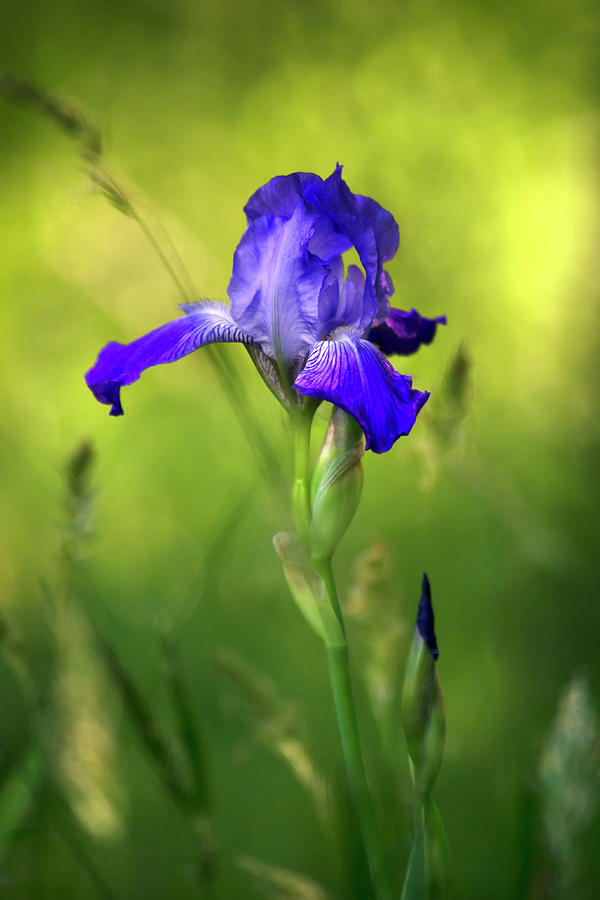 Violet Iris Photograph by Christina Rollo