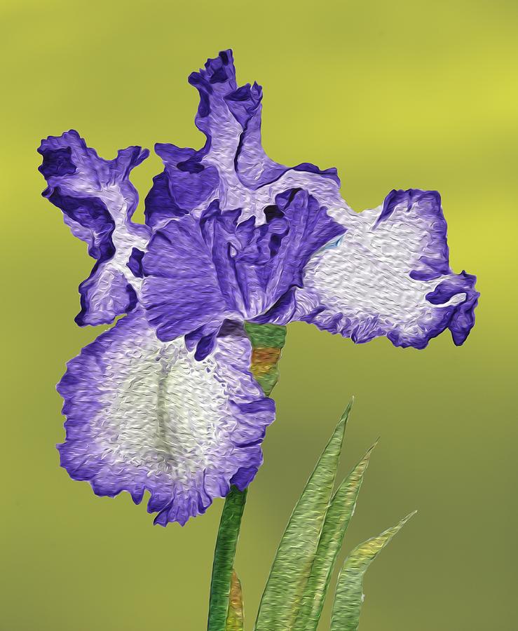 Violet Iris Flower with Digital Oil Paint Effect with Gold Background Photograph by Linda Brody