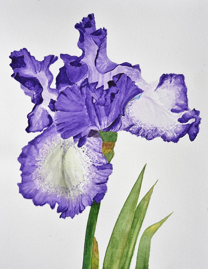 Violet Iris Flower with Leaves Painting by Linda Brody