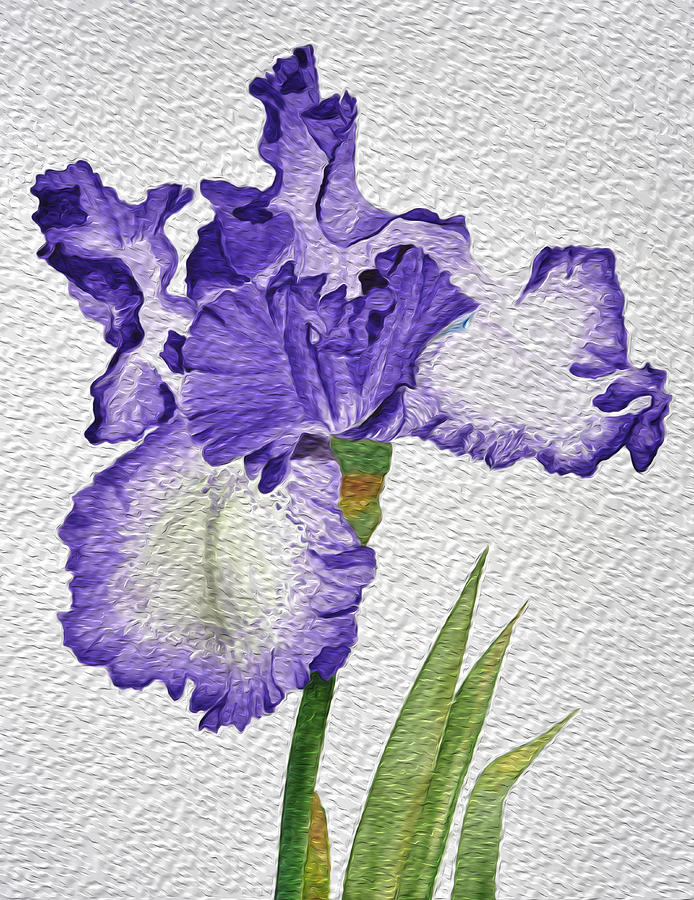 Violet Iris Flower with Oil Paint Effect Photograph by Linda Brody