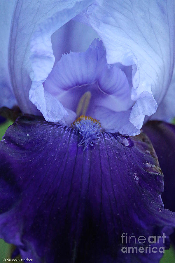 Violet Iris Photograph by Susan Herber