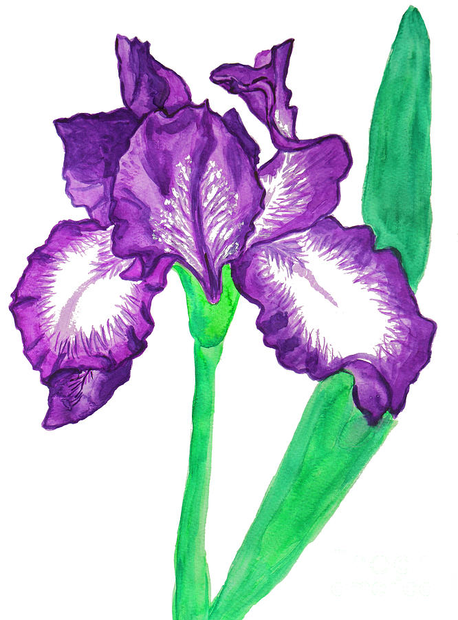 Violet iris with white Painting by Irina Afonskaya