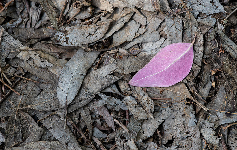 Violet Leaf On The Ground Photograph