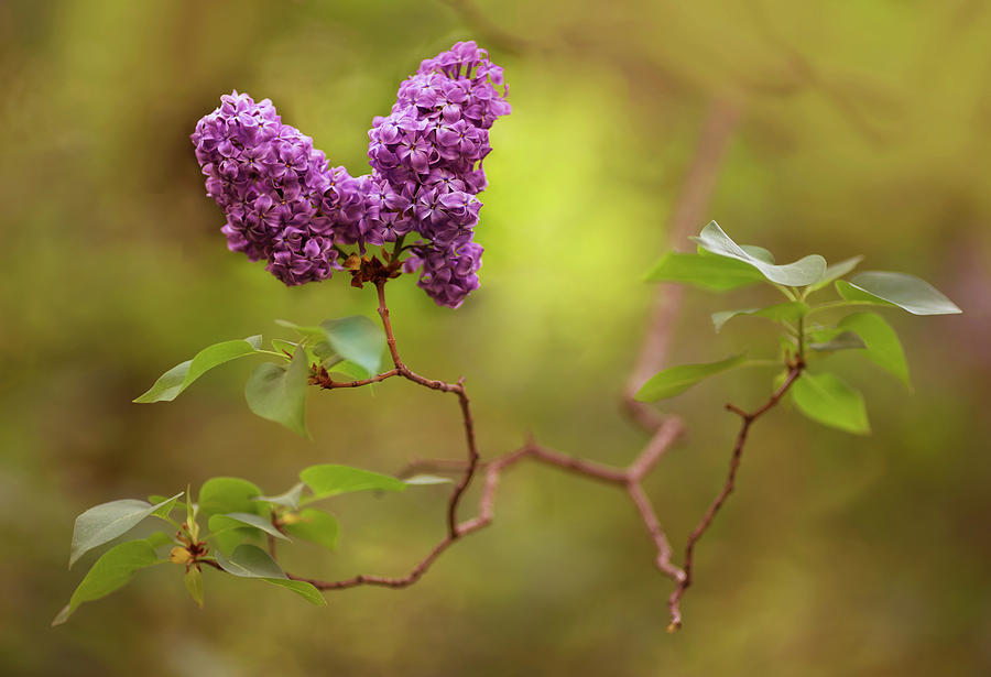 Violet lilac flowers Photograph by Jaroslaw Blaminsky