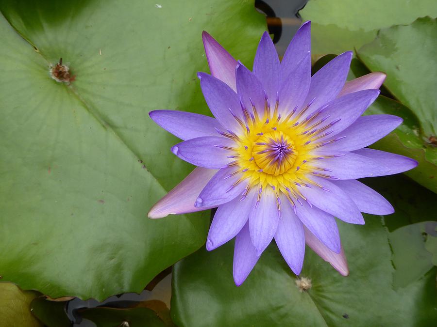 Violet Lilly Photograph by David Givens - Fine Art America