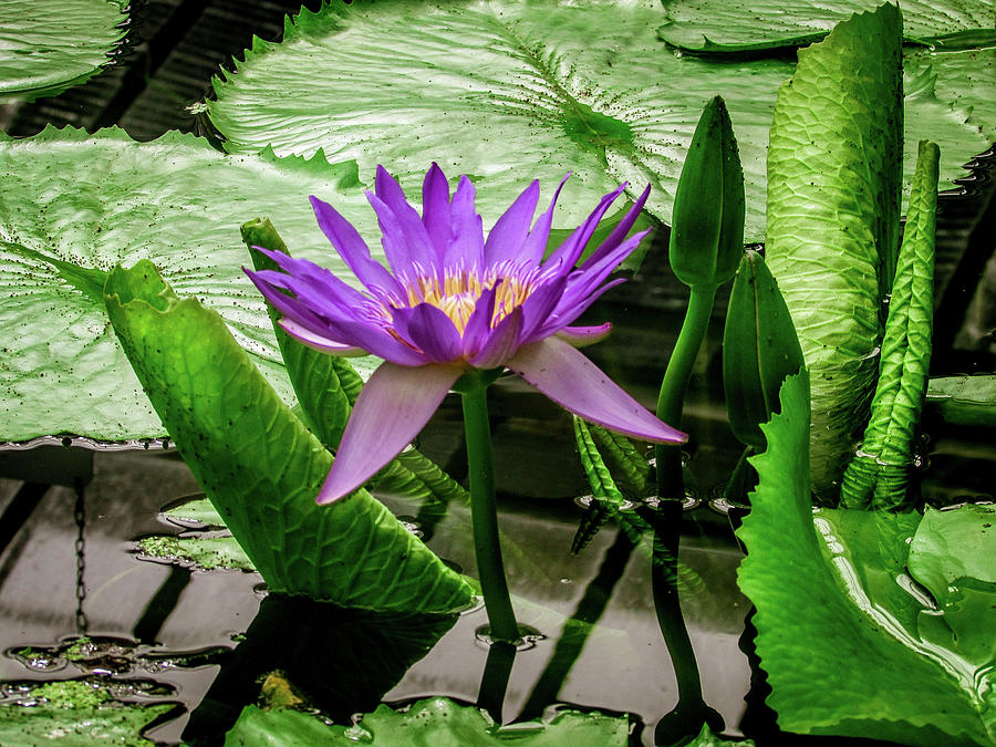 Nature Photograph - Violet Lotus by Cesar Vieira