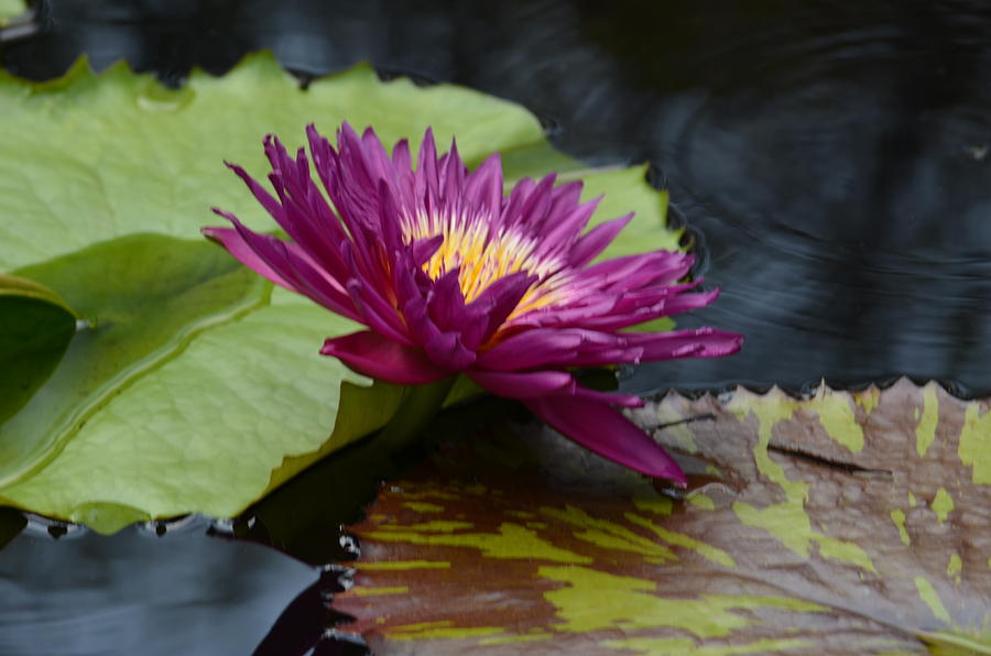 Violet Lotus Photograph by Maria Urso