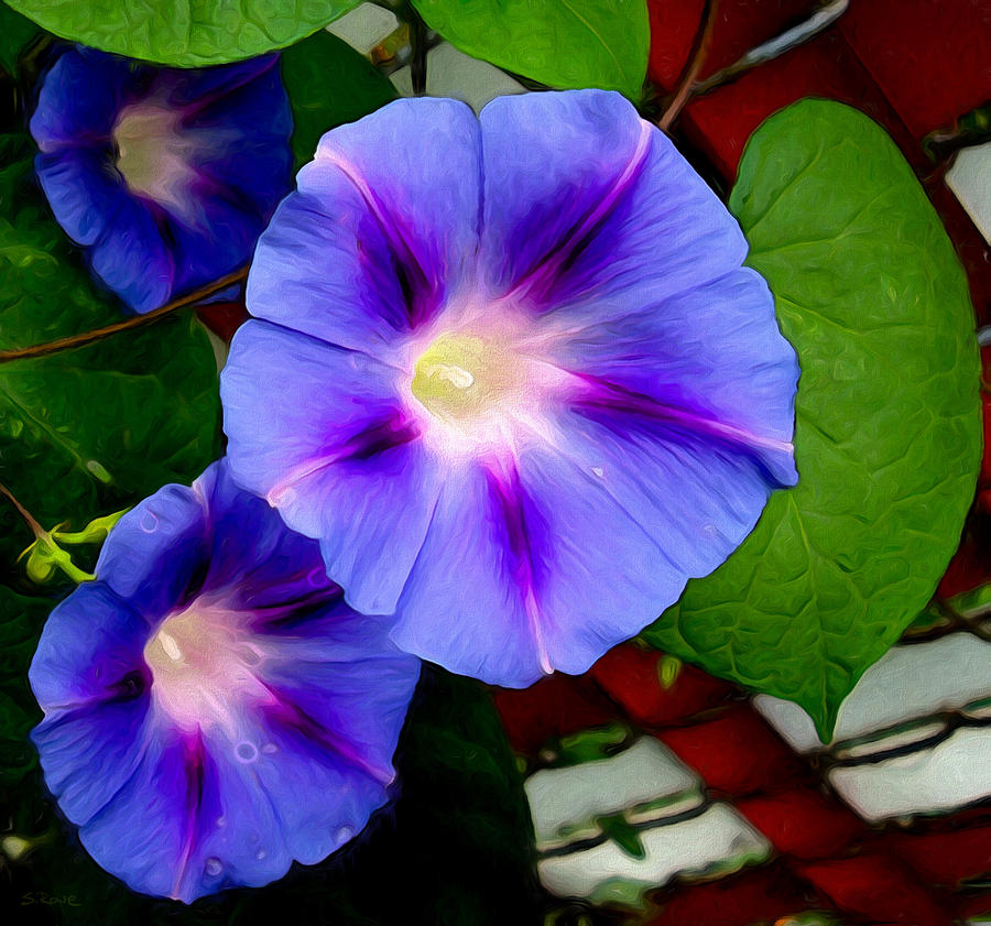 Violet Morning Glories Photograph by Shawna Rowe
