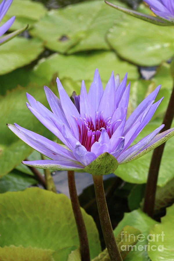 Violet Nymphaea Photograph by Christiane Schulze Art And Photography