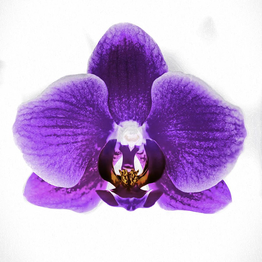 Orchid Photograph - Violet Orchid  by Scott Mullin