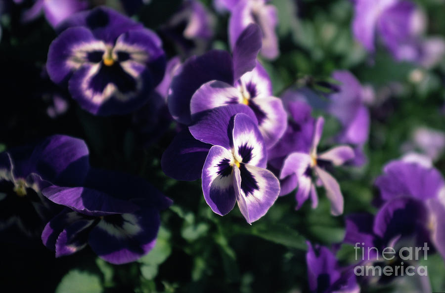 Violet Pansies Photograph by Riccardo Mottola