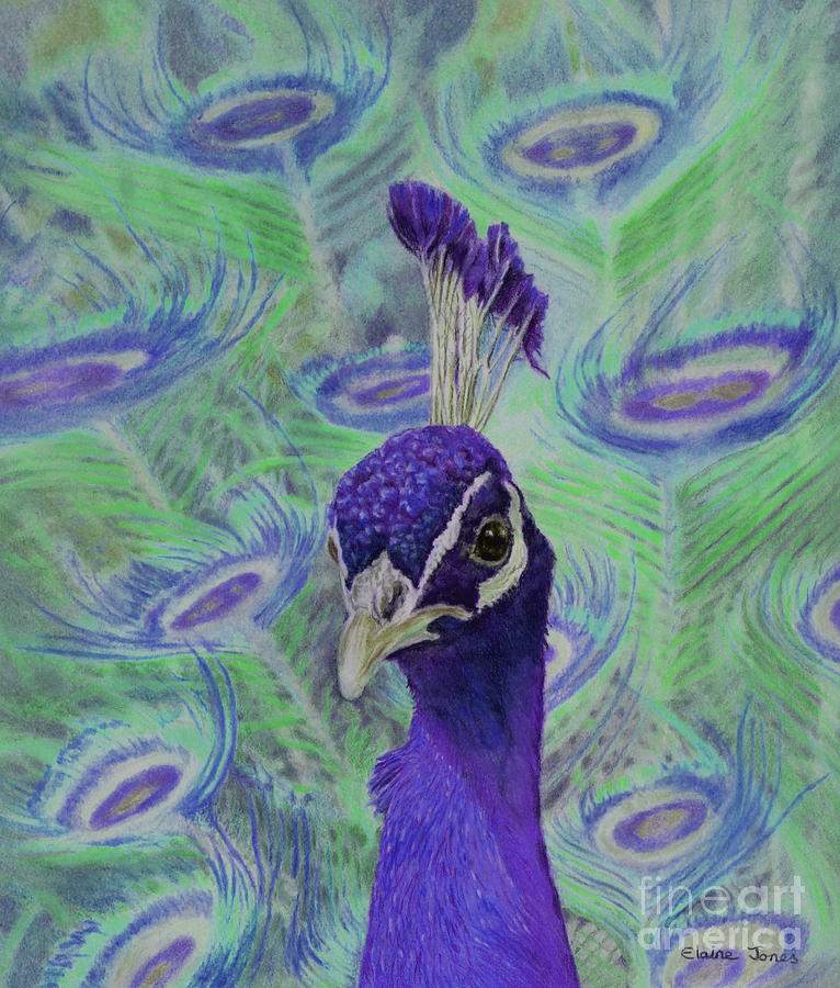 Violet Peacock Painting by Elaine Jones