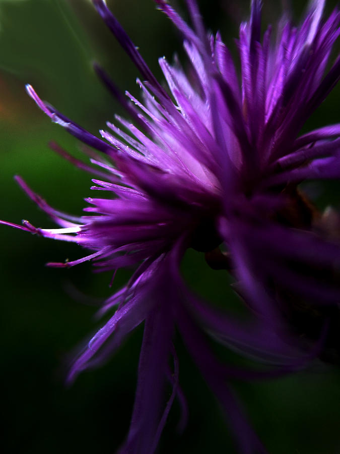 Summer Photograph - Violet petals by Damijana Cermelj