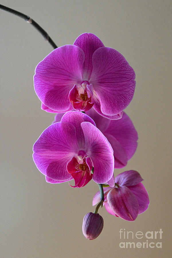 Violet Phalaenopsis Orchid Photograph by Catherine Sherman