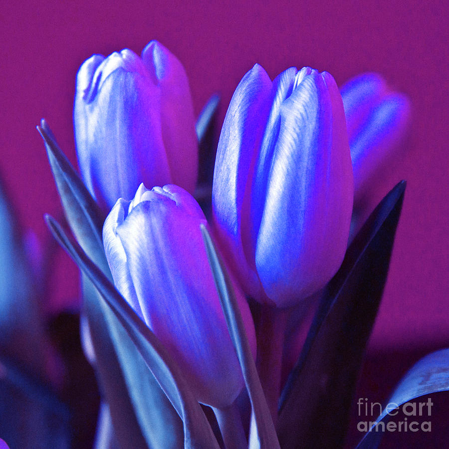 Violet Poetry of Spring Photograph by Silva Wischeropp